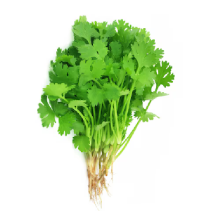 Coriander – కొత్తిమీర